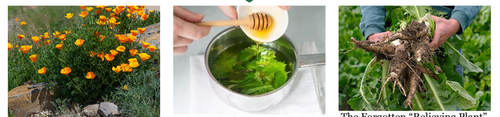 Medicinal Garden Kit